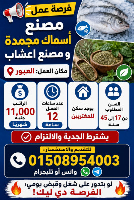 فرص عمل للشباب