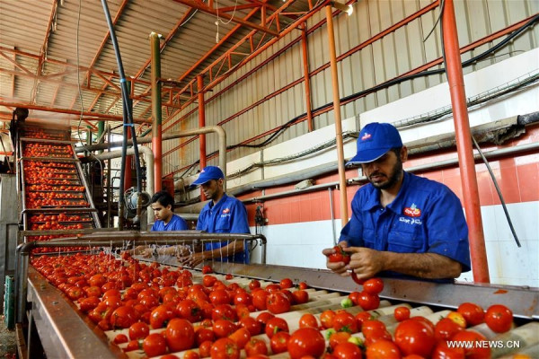 مطلوب عمال إنتاج مصنع طماطم ومواد غذائية بالعاشر